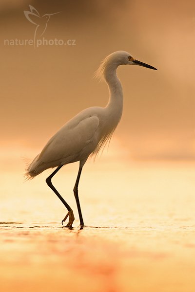 Volavka bělostná (Egretta thula), Volavka bělostná (Egretta thula), Snowy Egret, Autor: Ondřej Prosický | NaturePhoto.cz, Model: Canon EOS-1D Mark III, Objektiv: Canon EF 400mm f/5.6 L USM, Ohnisková vzdálenost (EQ35mm): 520 mm, stativ Gitzo 1227 LVL + 1377M, Clona: 6.3, Doba expozice: 1/640 s, ISO: 400, Kompenzace expozice: +1/3, Blesk: Ne, Vytvořeno: 9. února 2008 6:22:13, pobřeží PAcifiku v Dominical (Kostarika)